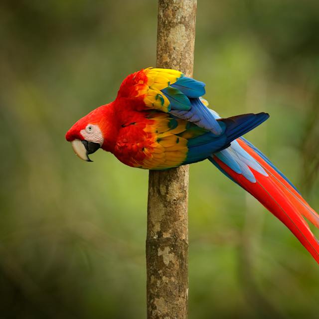 Macaw