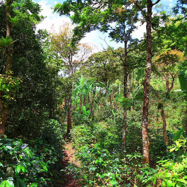 Rainforest 