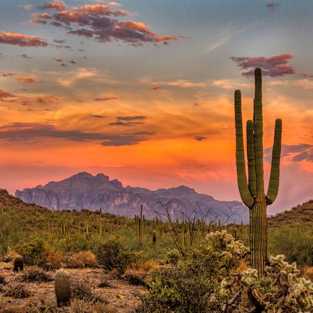 Desert 