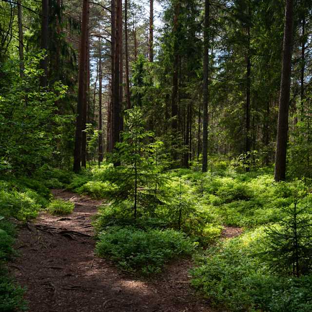 Forest 