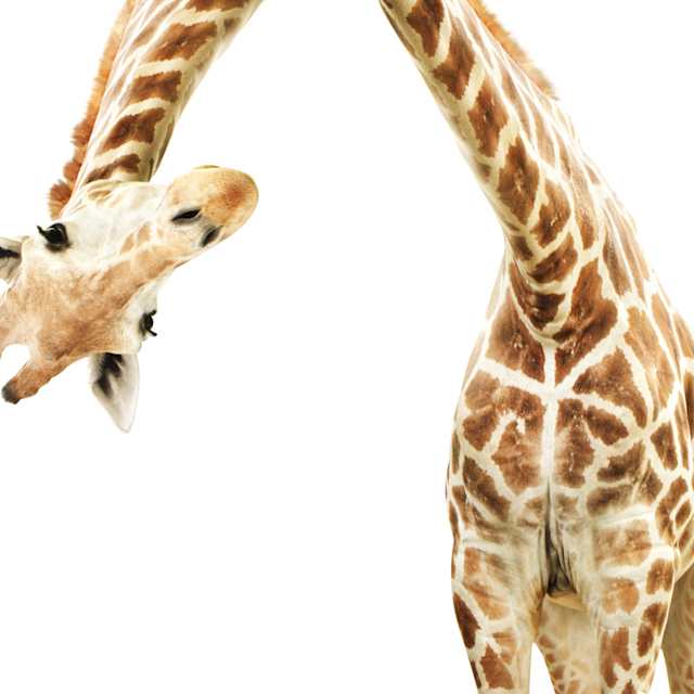 Giraffe 