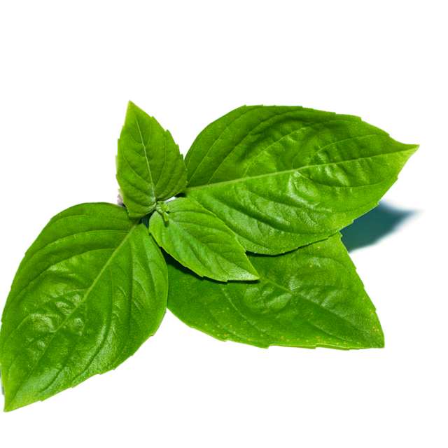 Basil 