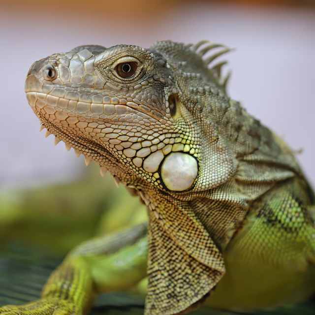 Iguana 