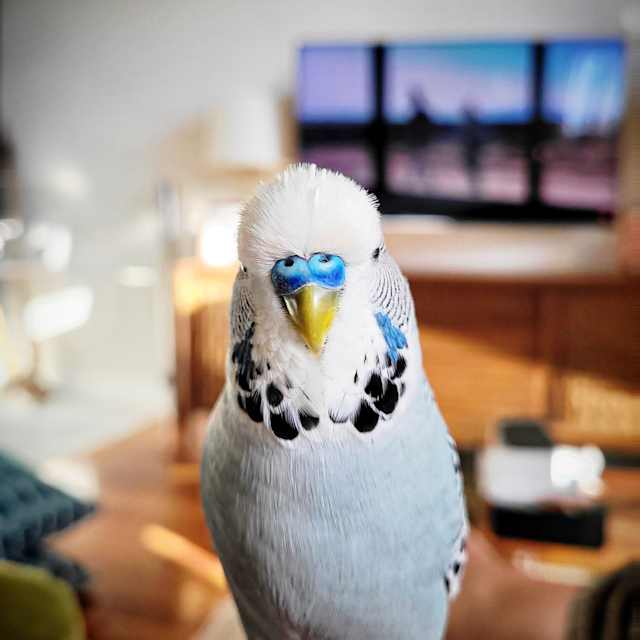 Bird 