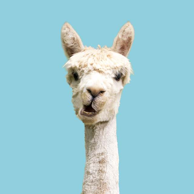 Llama 