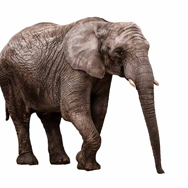 Elephant 