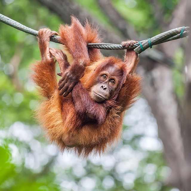 Monkey 