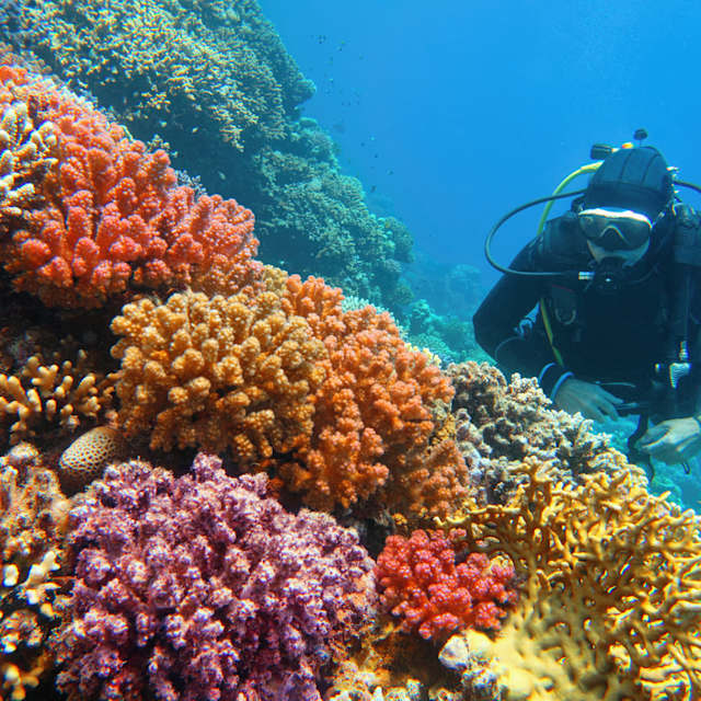 Scuba Diving 