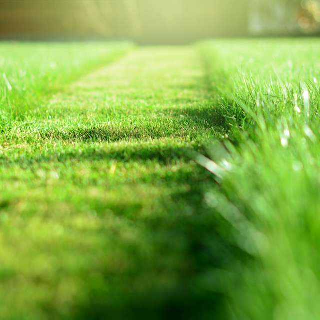 Fresh Cut Grass 