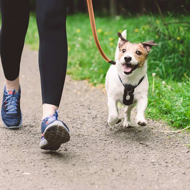 Dog Walking 