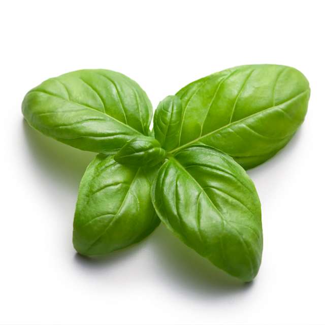 Basil 