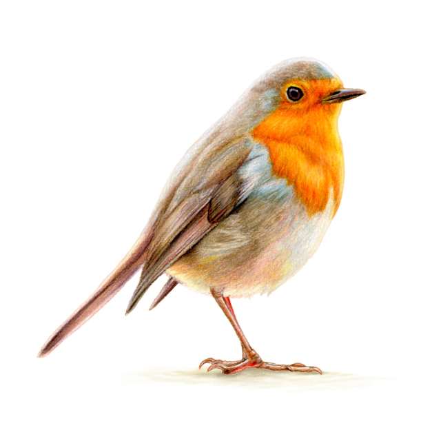 Bird 