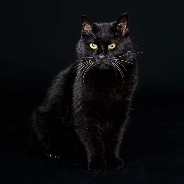 Black Cat 