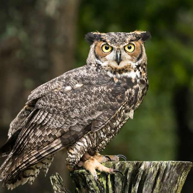 Owl 
