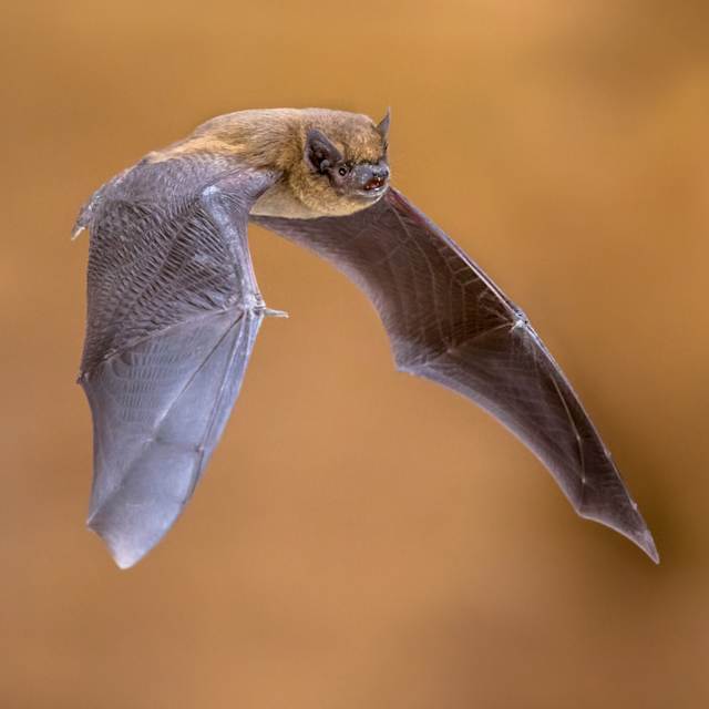 Bat 