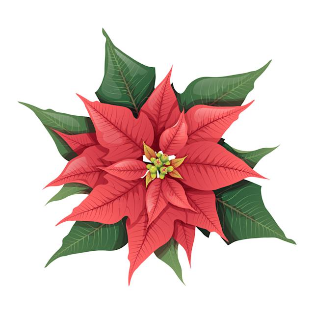 Poinsetta 
