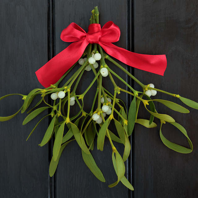 Mistletoe 