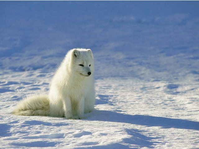El zorro ártico o zorro polar habita en la tundra del Ártico. 