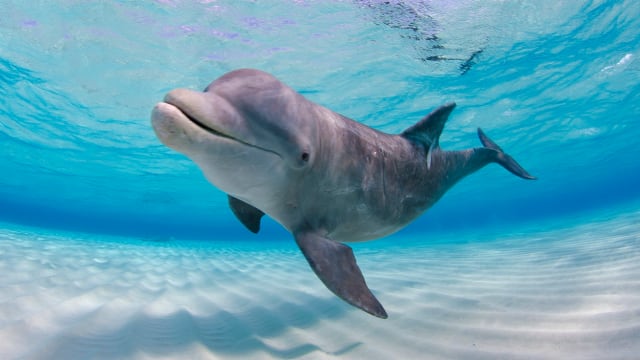 Not only are dolphins a crucial part of the ecosystem, but they're also some of the most popular and friendly animals in the world. 