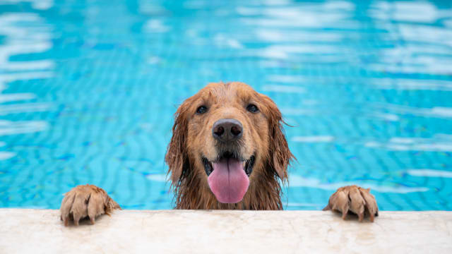 Summer has officially arrived! How will you and your 4 legged friend keep chill?