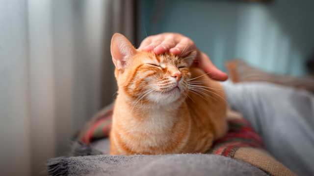 You've cat to be kitten me right meow . 
