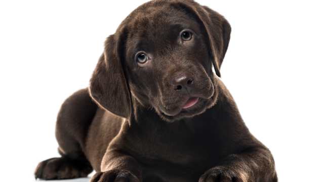August 26th is International Dog Day! Will you earn the best puppy parent award? 