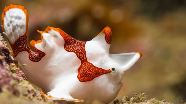 Have you ever seen some of these sea creatures? Some of them are just downright strange! Can you identify them? 