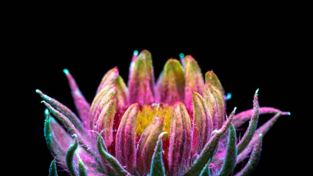 Plants That Look Like They Came From Outer Space