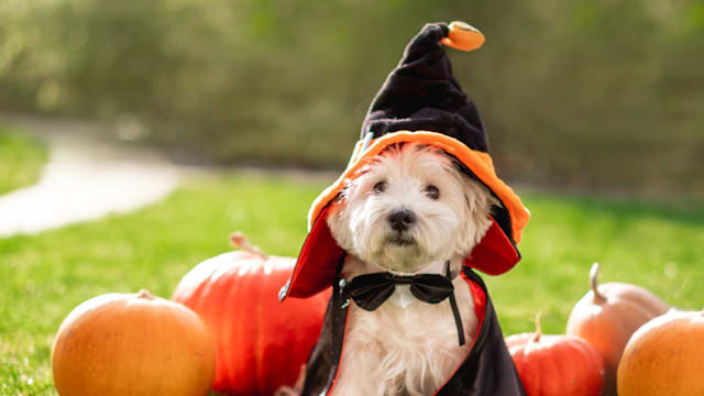 Halloween Costume