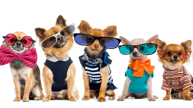 January 14th is 'Dress Up Your Pet Day.' How should you celebrate? 
