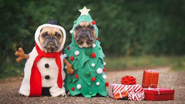 Celebrities Pets, Dress Up Your Pet Day