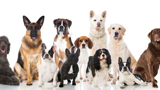 Dogs were domesticated and are bred for specific purposes by us humans! Some were bred for hunting, some guarding and some as companions. Can you guess what these dogs were originally bred for? 
