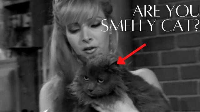 Are you a Smelly Cat or are you a Grumpy Cat? 