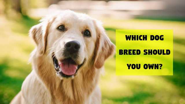 Let's match a dog to your personality.