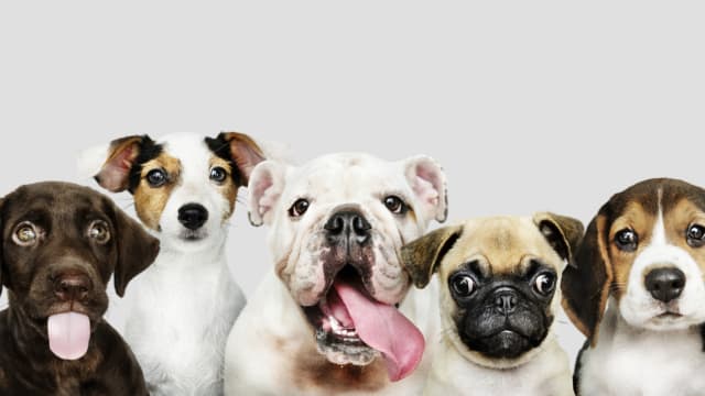 Do you ever wonder what kind of dog breed you'd be if you were a dog? Take this quiz and find out!  