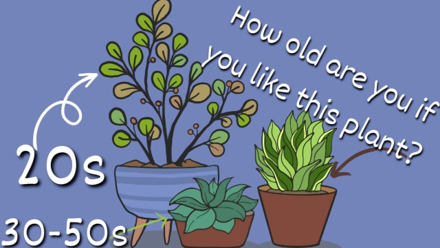 With National Houseplant Appreciation Day upon us - let's have some fun! We bet we can guess your age based on your favorite houseplants.  🪴  