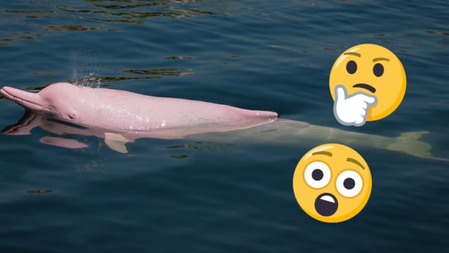 Have you ever seen the Amazonian pink dolphin? What about the spirit bear? These rare animals will most definitely stump you! 
