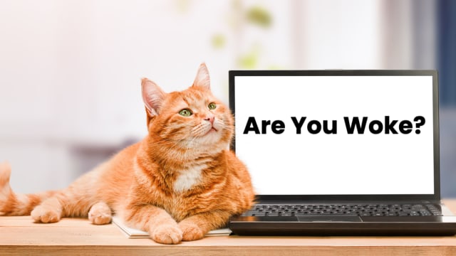 Are you the coolest cat in the online world? 