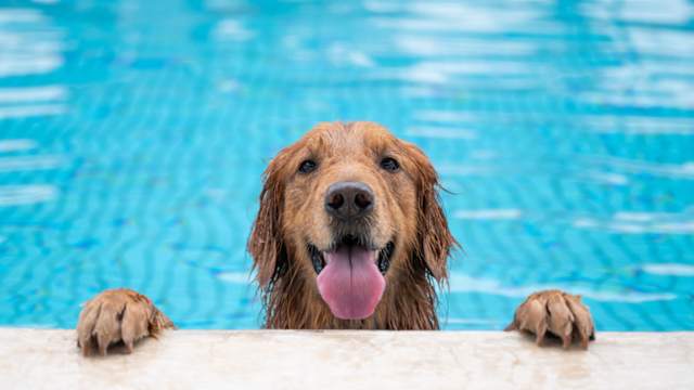 Summer has officially arrived! How will you and your 4 legged friend keep chill?