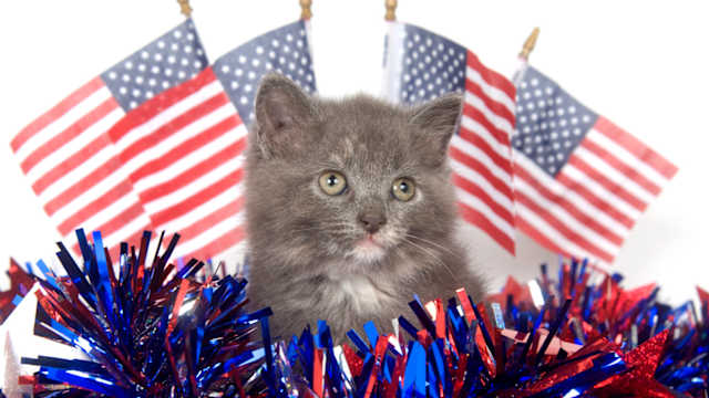 While the BBQ's and fireworks are enjoyable for humans, pets certainly don't feel the same way. In this video you can see some things you can do to help the 4 legged members of the family in this time of celebration.