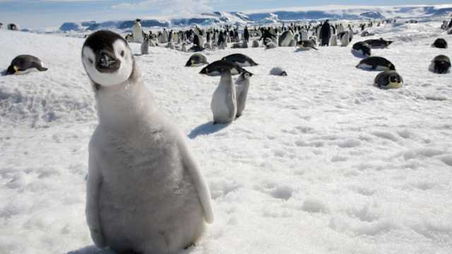 Antarctica is the coldest continent there is! How much do you know about this icy  desert ? 