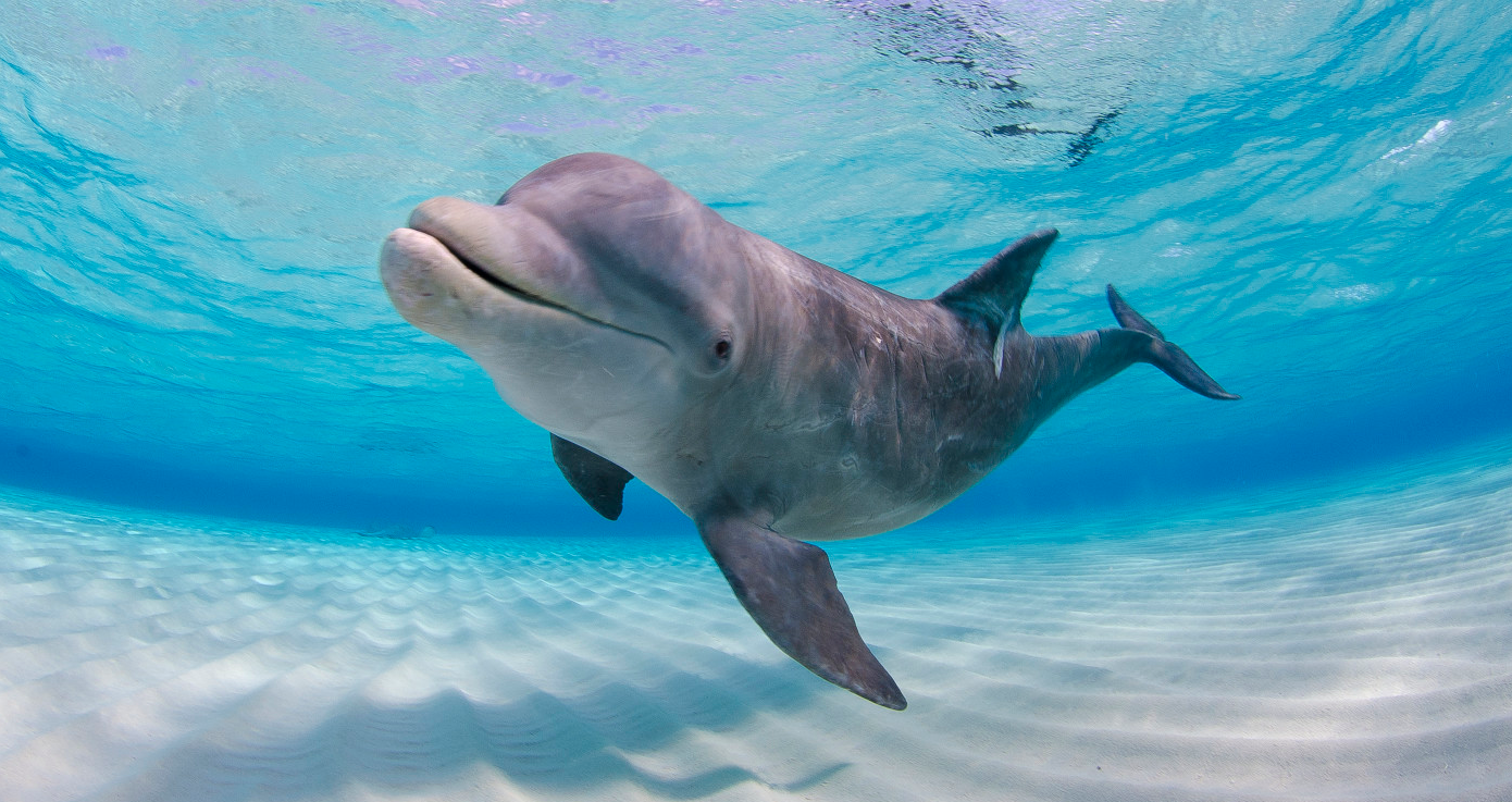 It’s Almost National Dolphin Day! How Much Do You Know About These