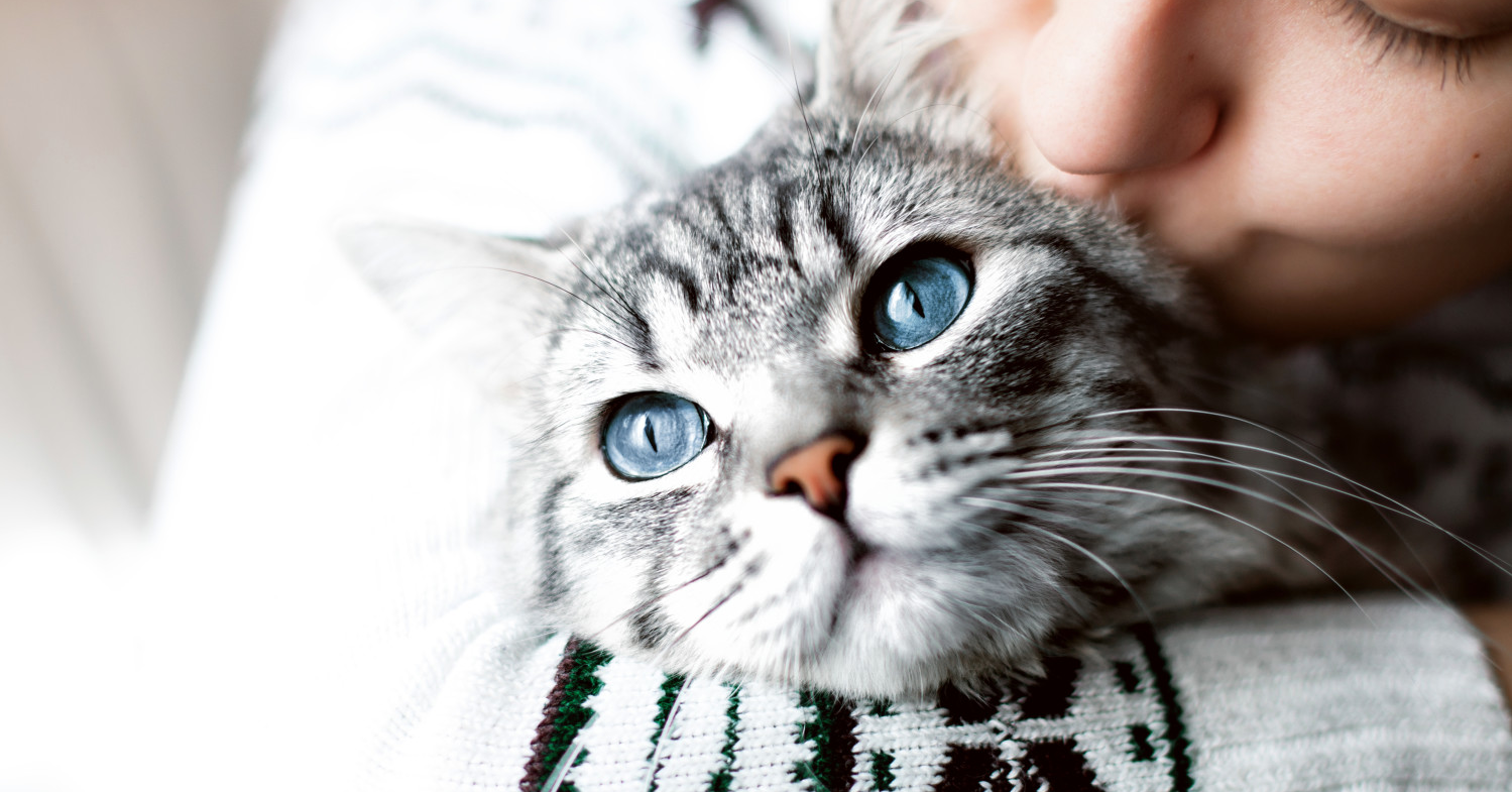 Petting cat. Девушка гладит кошку
