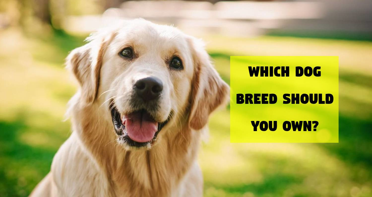 which-dog-breed-should-you-own-based-off-your-emotions