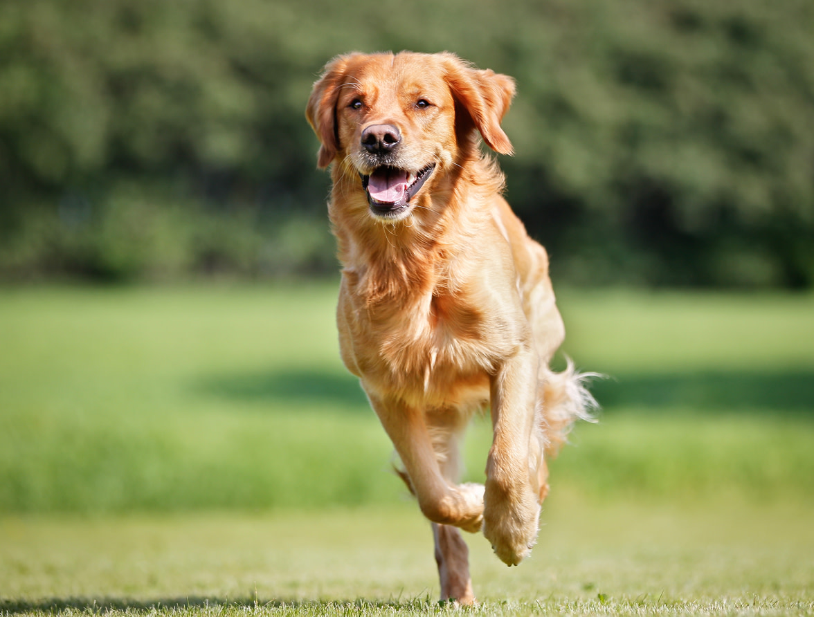 We'll Determine If You Have Golden Retriever Energy